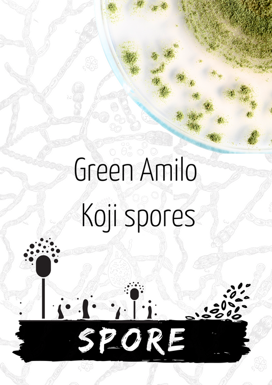 Green Amilo Koji Spores