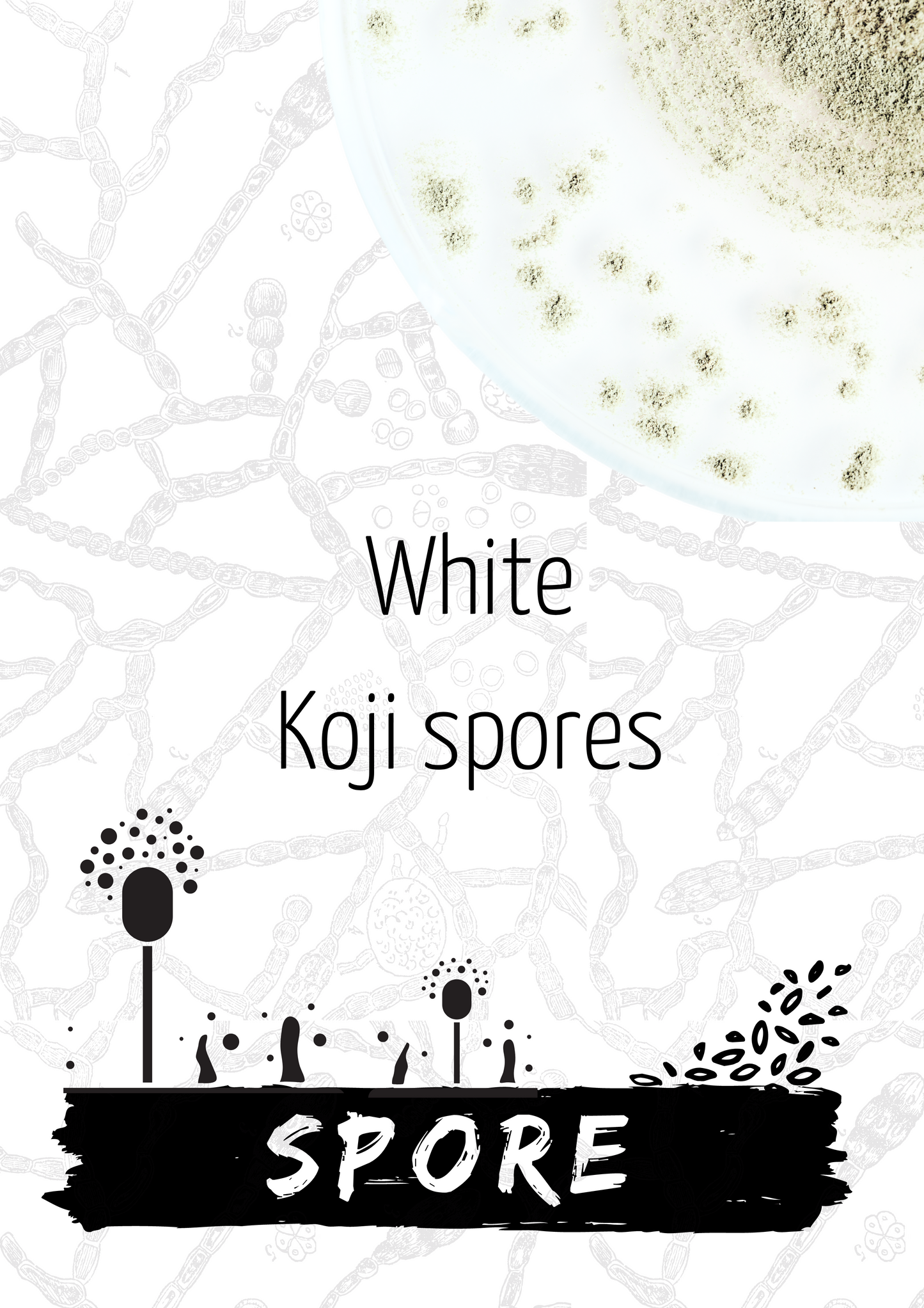 White Koji Spores