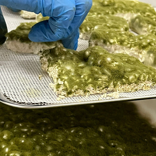 Green Amilo Koji Spores