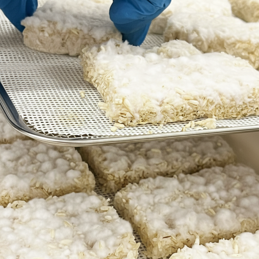 White Koji Spores